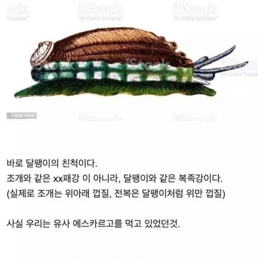 사람들이 잘모르는 전복의 정체